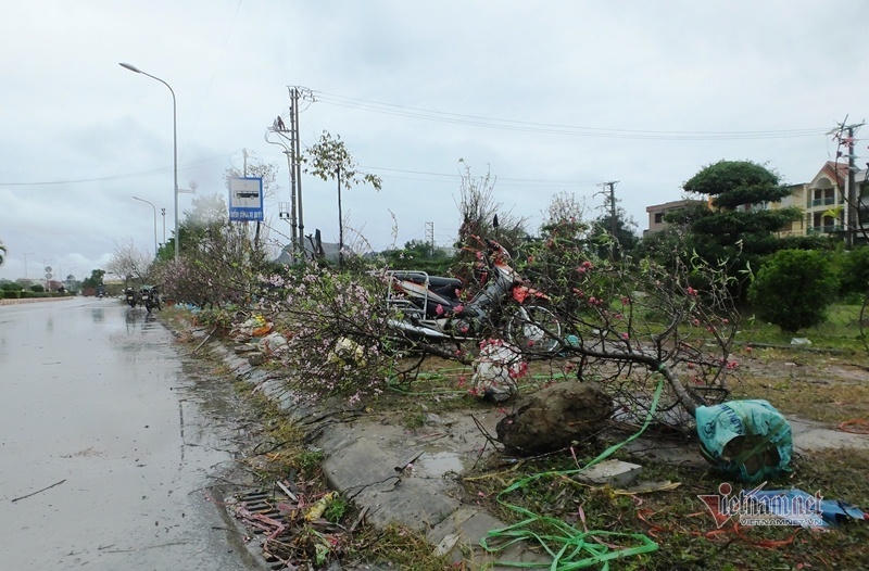 Mưa cả ngày, lái buôn vứt quất, đào đầy đường