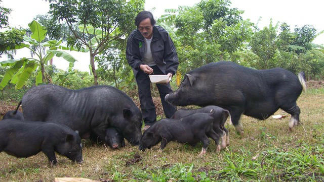 3 sao nam cát-sê &quot;khủng&quot; vẫn thích làm nông dân: Giang Còi, MC Quyền Linh... - Ảnh 1.