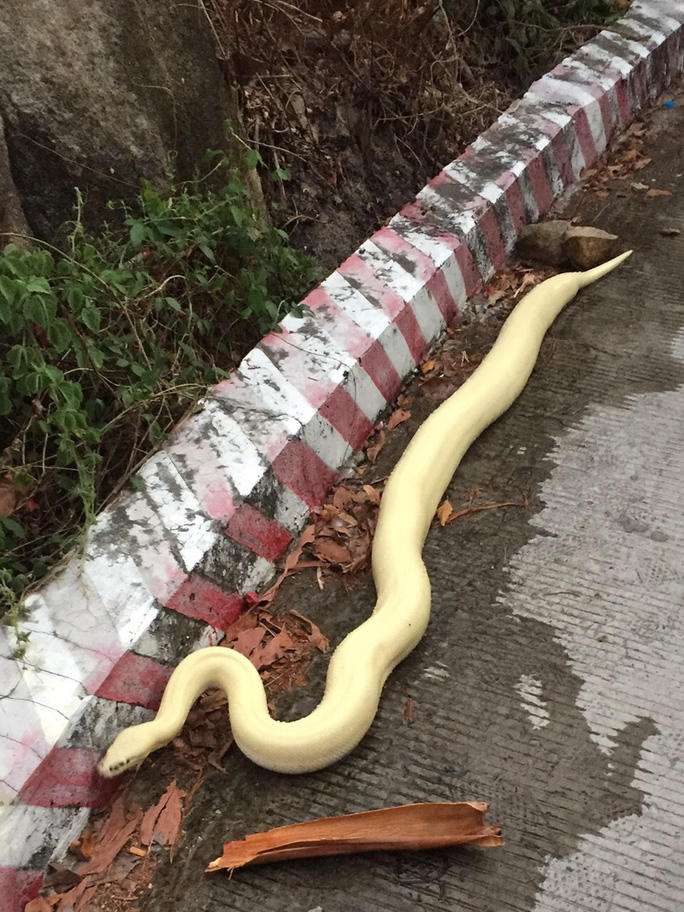 Xôn xao trăn bạch tạng xuất hiện trên đường lên núi Sam - Ảnh 2. Xôn xao trăn bạch tạng xuất hiện trên đường lên núi Sam - Ảnh 2.