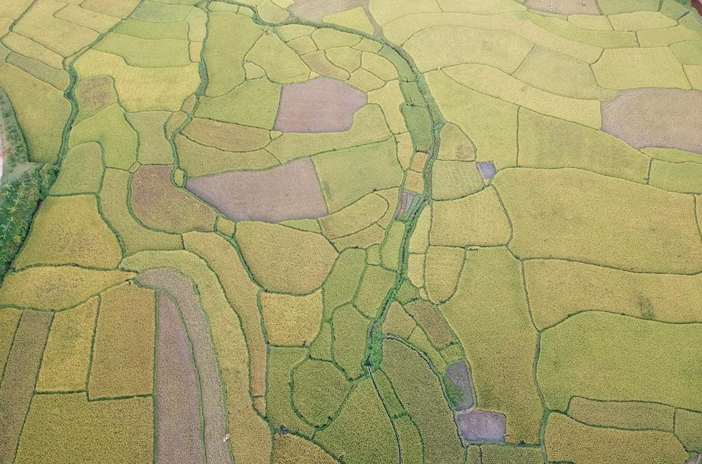 Mê mẩn mùa vàng bên dòng Nậm Luông 