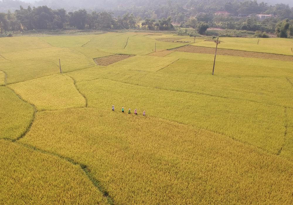Mê mẩn mùa vàng bên dòng Nậm Luông 