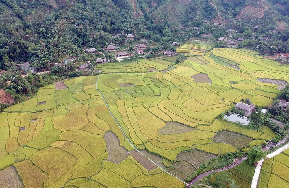 Mê mẩn mùa vàng bên dòng Nậm Luông 