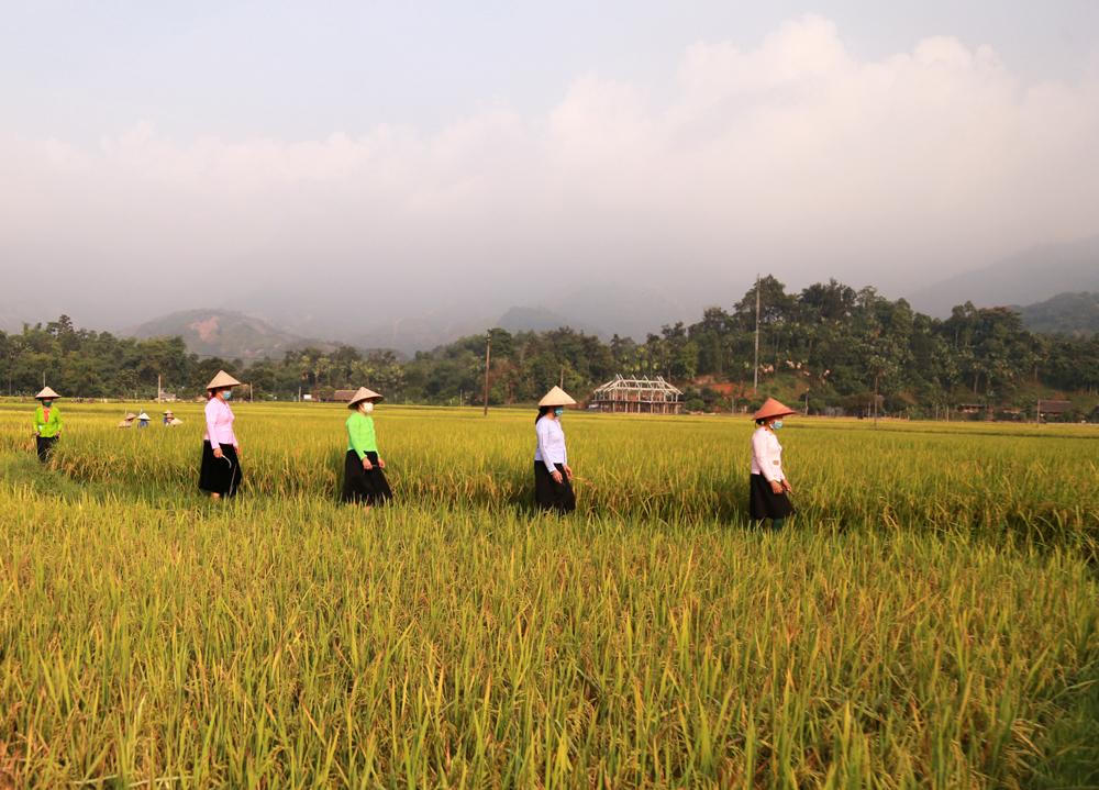 Mê mẩn mùa vàng bên dòng Nậm Luông 