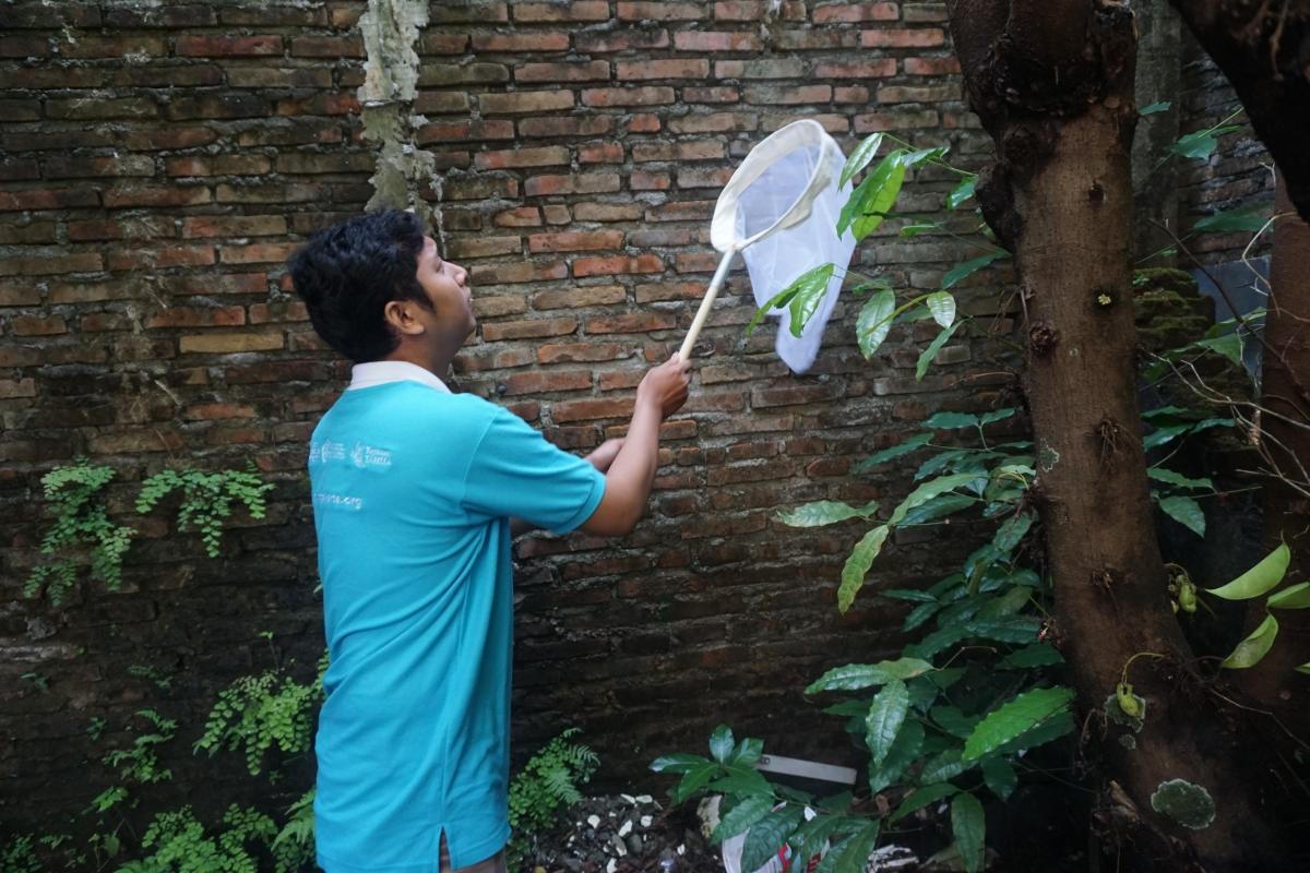 Thả muỗi Wolbachia làm giảm đáng kể dịch sốt xuất huyết