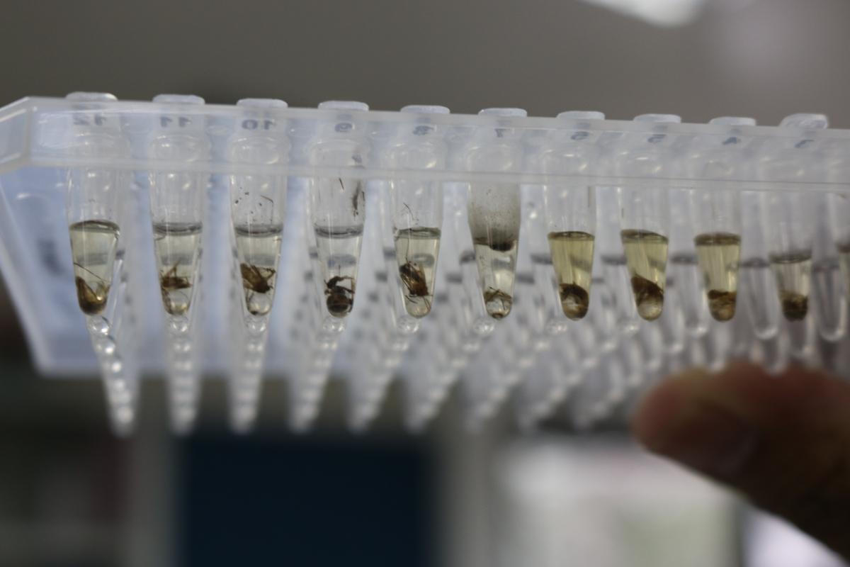 Thả muỗi Wolbachia làm giảm đáng kể dịch sốt xuất huyết