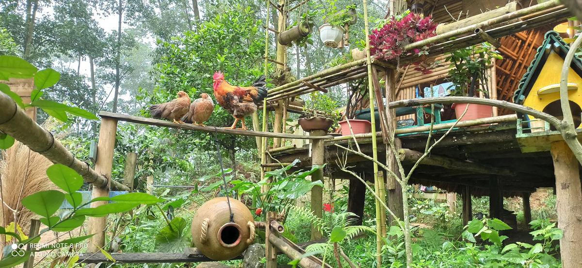 Chàng trai vào rừng làm 'ngôi nhà không của ai cả'