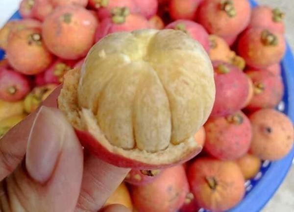 4 loại quả rừng 'giá chát' vẫn được lùng mua 