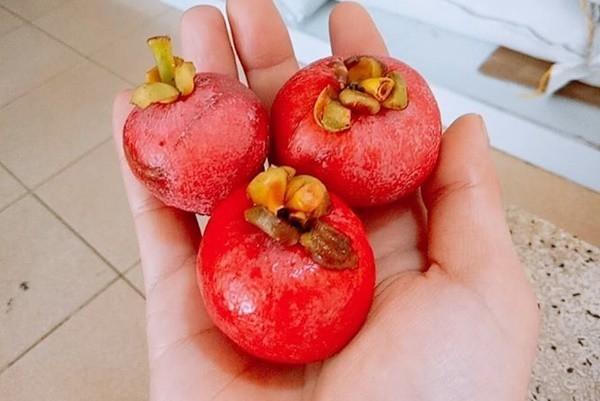 4 loại quả rừng 'giá chát' vẫn được lùng mua 