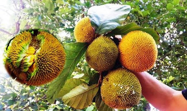 4 loại quả rừng 'giá chát' vẫn được lùng mua 