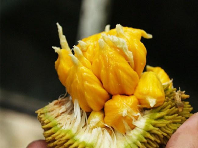 4 loại quả rừng 'giá chát' vẫn được lùng mua 