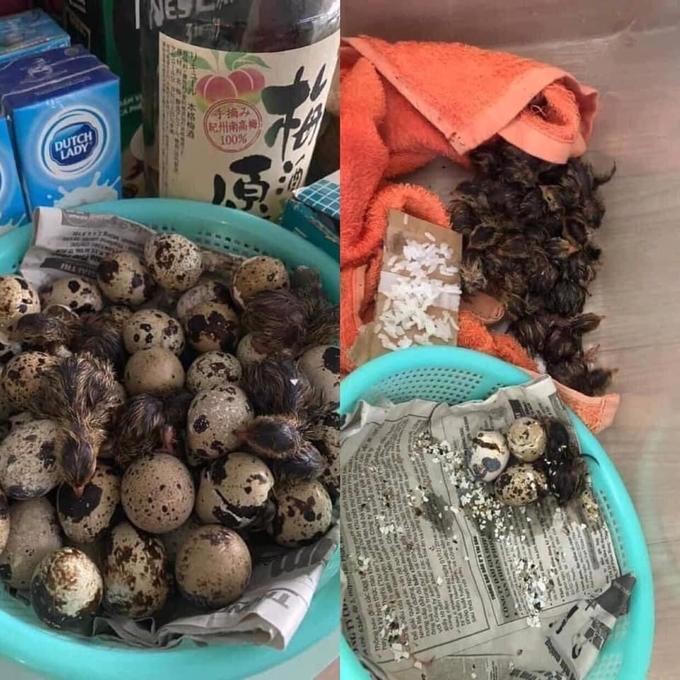 Bi hài chuyện tích trữ thực phẩm mùa dịch