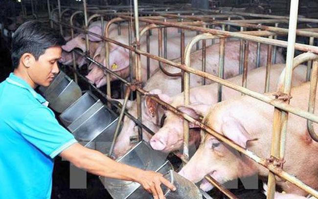 Cua hoàng đế, tôm hùm Alaska... hải sản nhà giàu ế ẩm, giảm giá mạnh