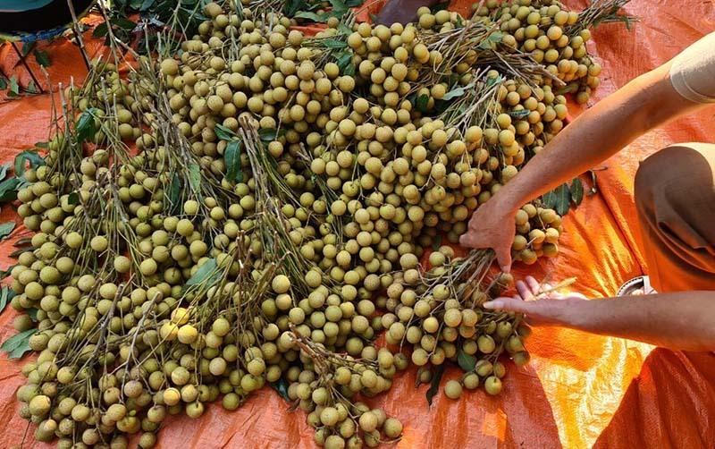 Cua hoàng đế, tôm hùm Alaska... hải sản nhà giàu ế ẩm, giảm giá mạnh