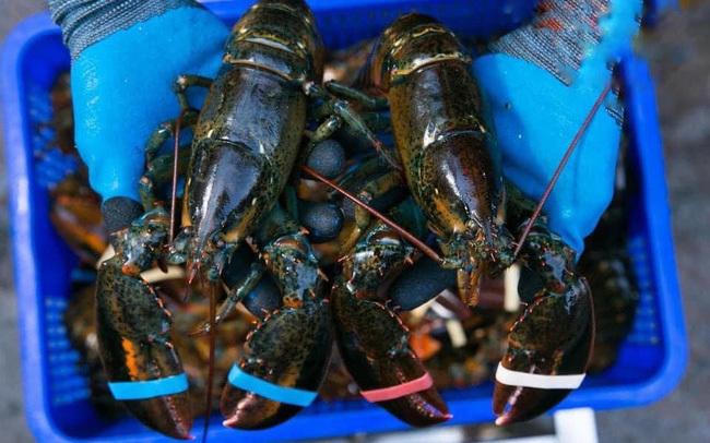 Cua hoàng đế, tôm hùm Alaska... hải sản nhà giàu ế ẩm, giảm giá mạnh