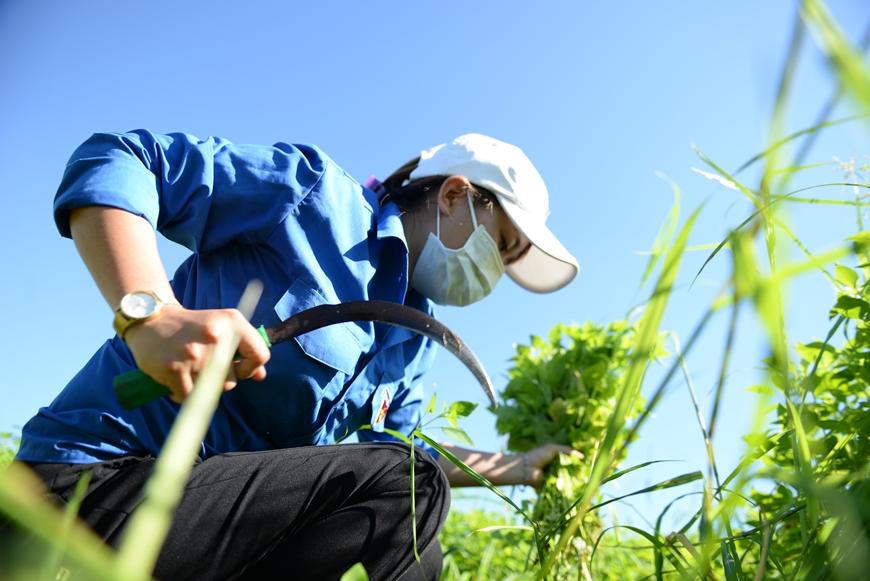 Rưng rưng cảnh bộ đội giúp dân gặt hái dưới nắng chói chang 