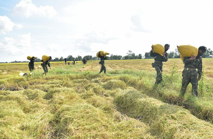 Rưng rưng cảnh bộ đội giúp dân gặt hái dưới nắng chói chang 