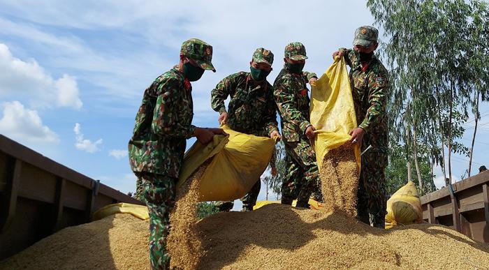 Rưng rưng cảnh bộ đội giúp dân gặt hái dưới nắng chói chang 