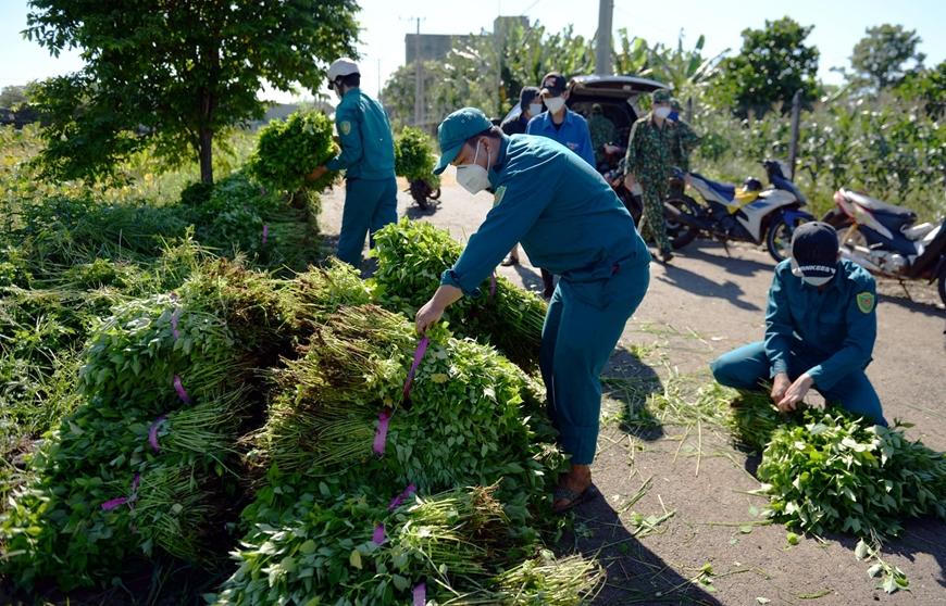 Rưng rưng cảnh bộ đội giúp dân gặt hái dưới nắng chói chang 