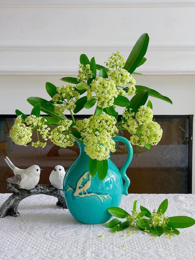 Chuyển chỗ ở vì mùi hoa sữa Hà Nội