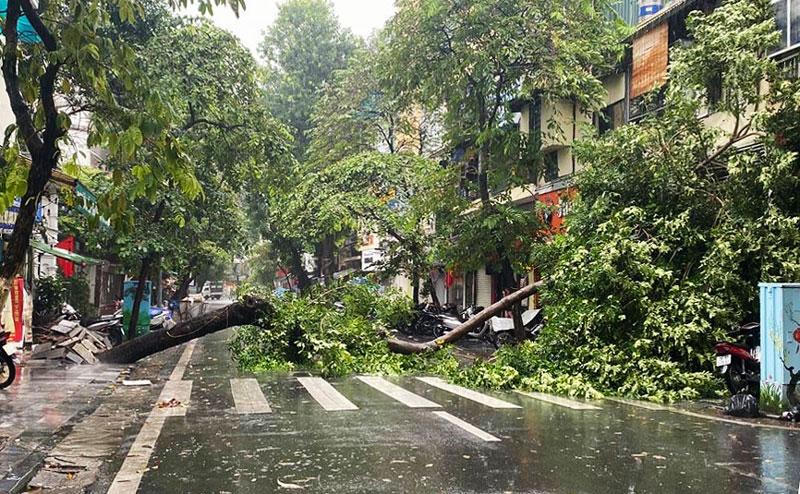 Cây cổ thụ bất ngờ bật gốc chắn ngang phố cổ Hà Nội