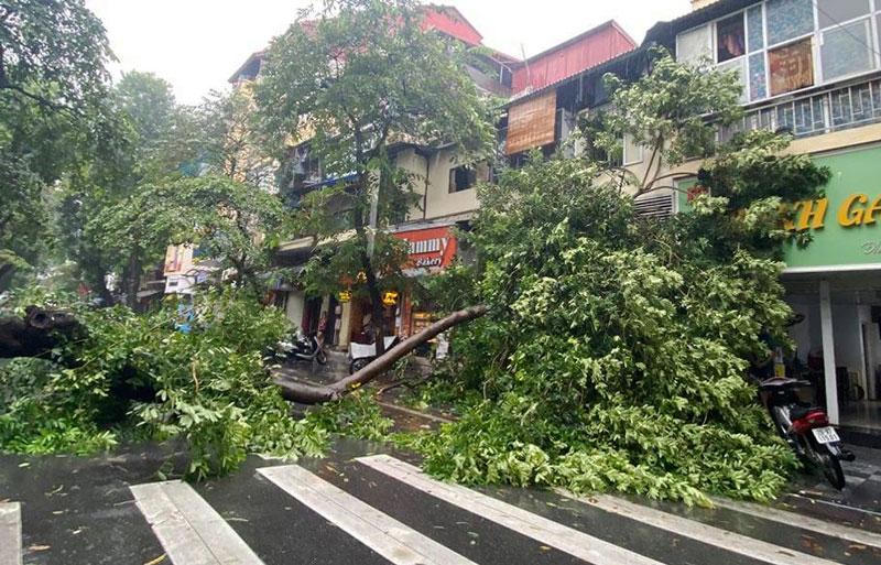 Cây cổ thụ bất ngờ bật gốc chắn ngang phố cổ Hà Nội