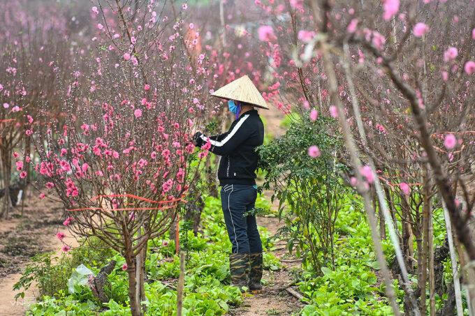 Đề xuất nghỉ Tết Nhâm Dần 9 ngày