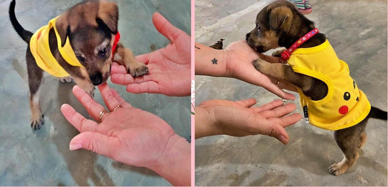 Chú cún thoát chết trong vụ tiêu hủy chó ở Cà Mau được nuôi ở chùa