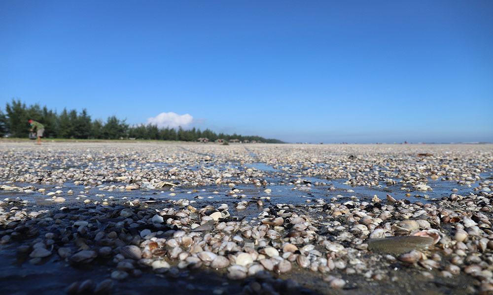 'Lộc trời' trồi lên cả đống đầy bãi biển sau lũ, ngư dân vớt bộn tiền