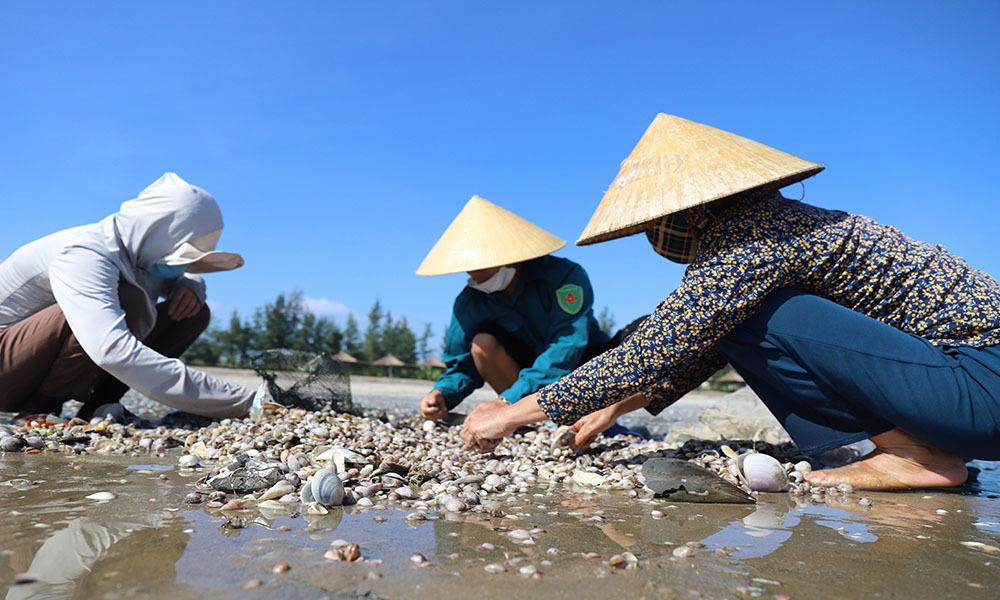 'Lộc trời' trồi lên cả đống đầy bãi biển sau lũ, ngư dân vớt bộn tiền