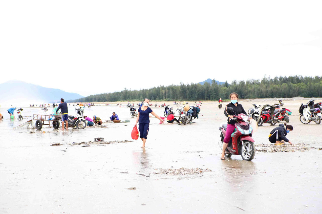 'Lộc trời' trồi lên cả đống đầy bãi biển sau lũ, ngư dân vớt bộn tiền