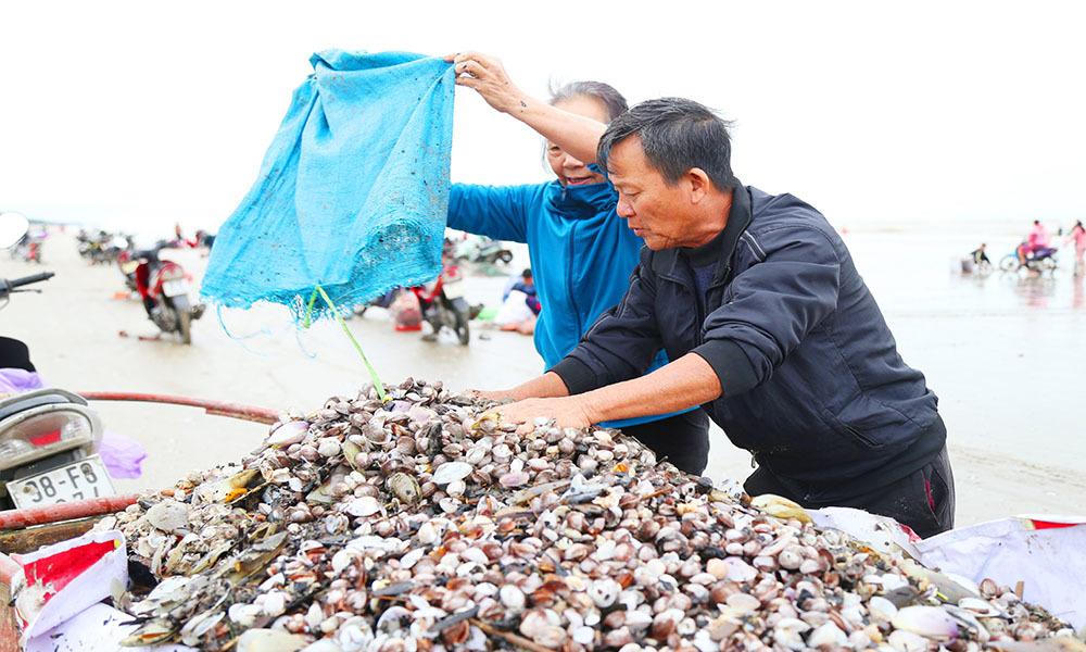 'Lộc trời' trồi lên cả đống đầy bãi biển sau lũ, ngư dân vớt bộn tiền