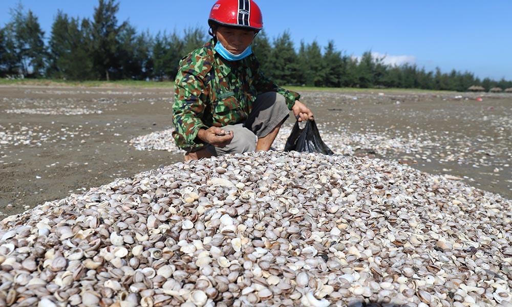 'Lộc trời' trồi lên cả đống đầy bãi biển sau lũ, ngư dân vớt bộn tiền
