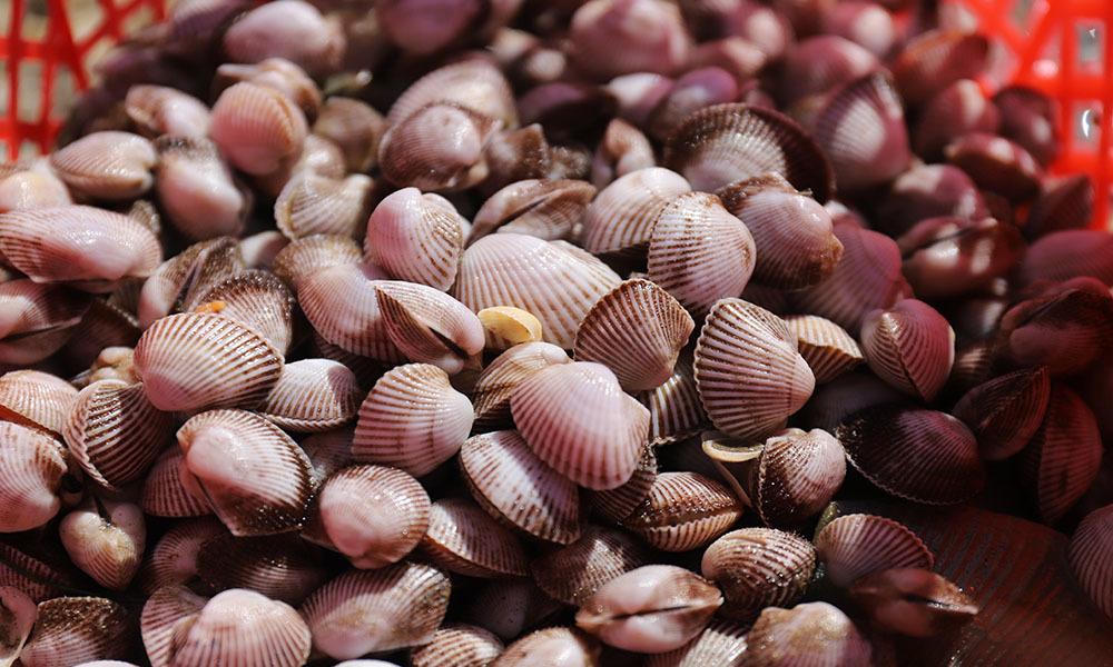 'Lộc trời' trồi lên cả đống đầy bãi biển sau lũ, ngư dân vớt bộn tiền