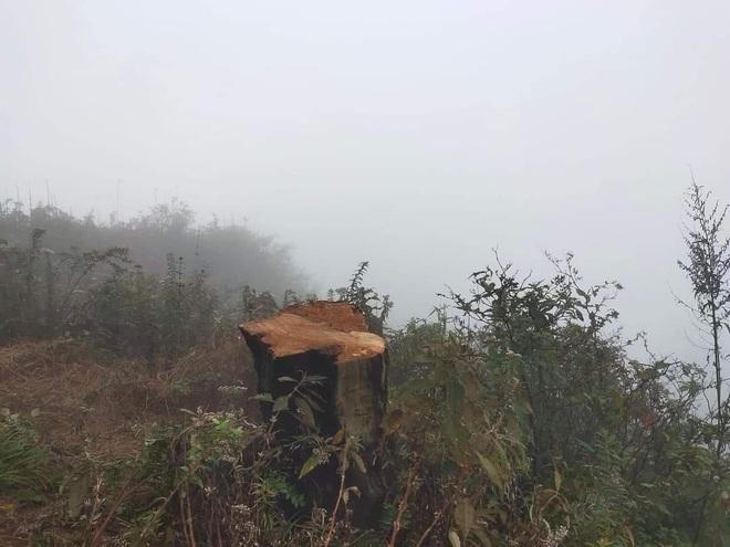 Cây phong ba nổi tiếng ở Lảo Thẩn, Y Tý bị chặt... làm củi đốt