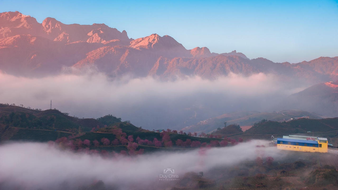 Mai anh đào nở rộ trên đồi chè Sa Pa, cảnh sắc đẹp như tiên cảnh nhưng vắng bóng du khách