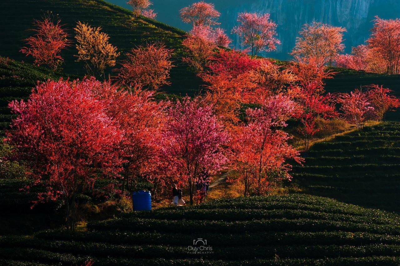 Mai anh đào nở rộ trên đồi chè Sa Pa, cảnh sắc đẹp như tiên cảnh nhưng vắng bóng du khách