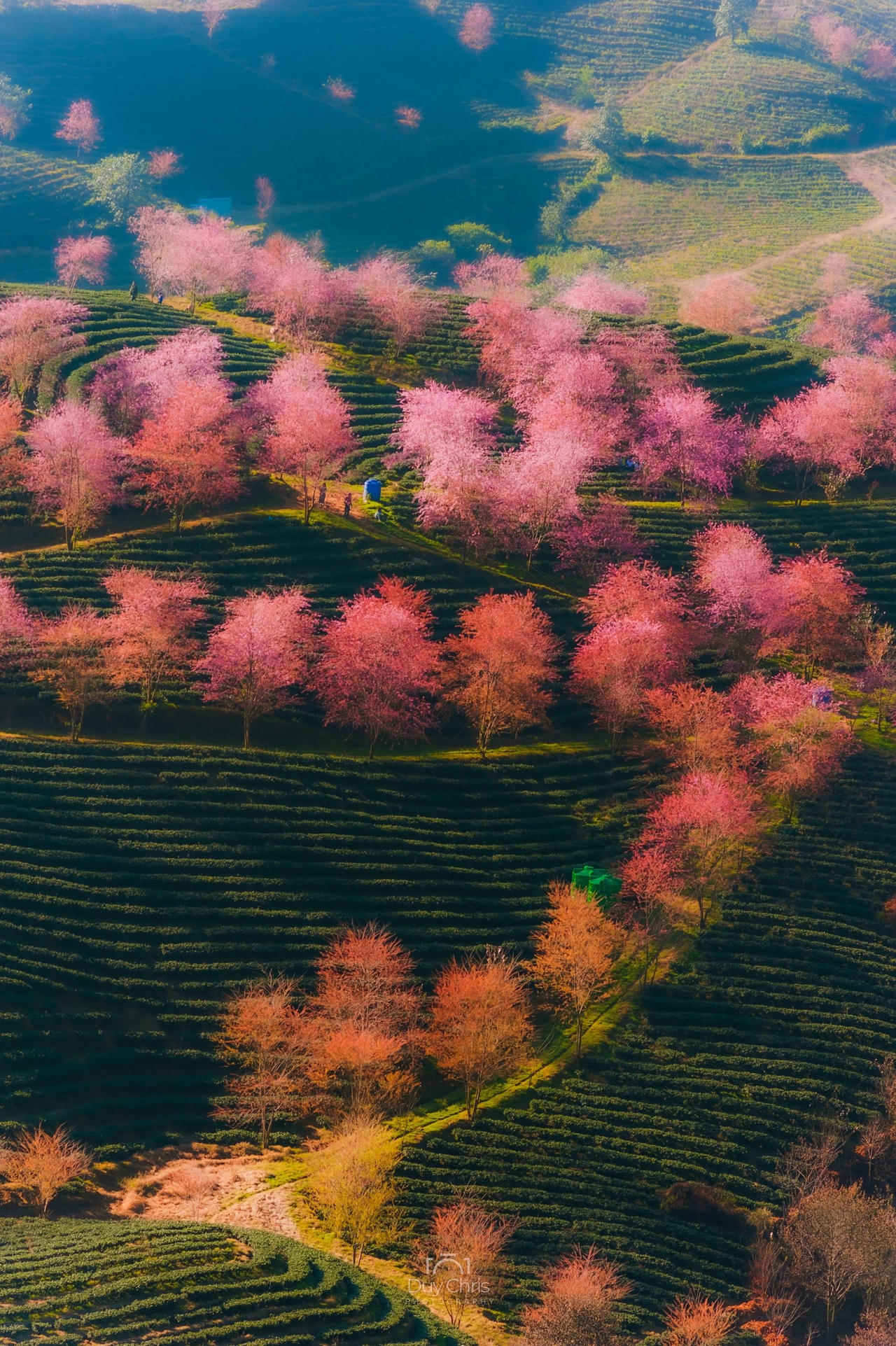 Mai anh đào nở rộ trên đồi chè Sa Pa, cảnh sắc đẹp như tiên cảnh nhưng vắng bóng du khách