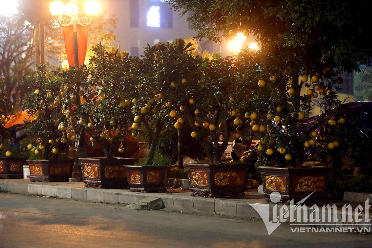 Đào quất ế, dân buôn cả đêm bám vỉa hè chịu cảnh giá rét