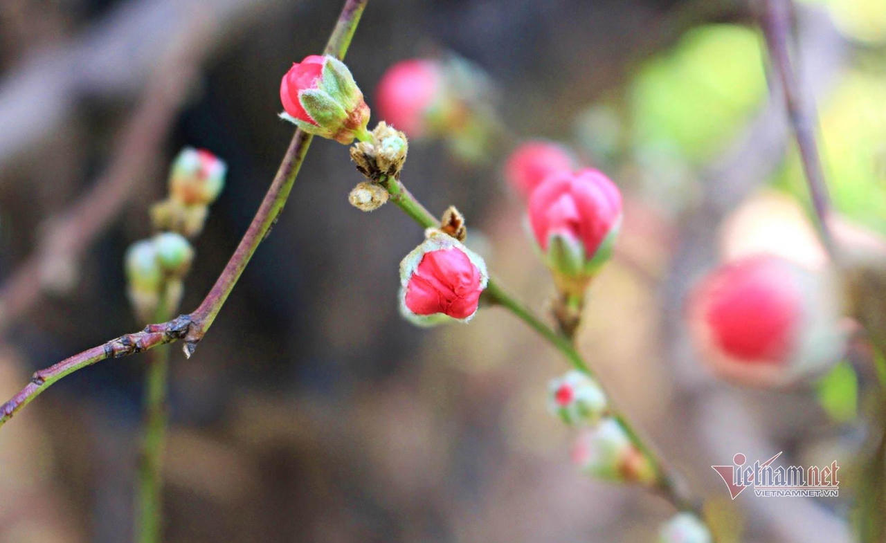 Giờ xuất hành, hướng xuất hành tốt mùng 2 Tết Nhâm Dần