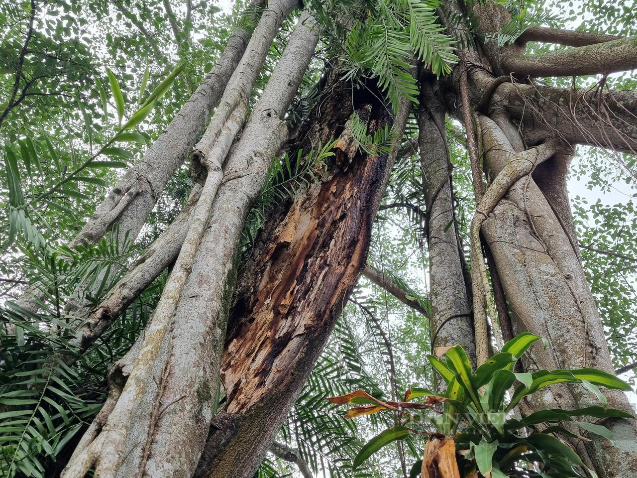 Chuyện lạ cây đa hơn 1.000 năm “di chuyển” ở Ninh Bình - Ảnh 6.