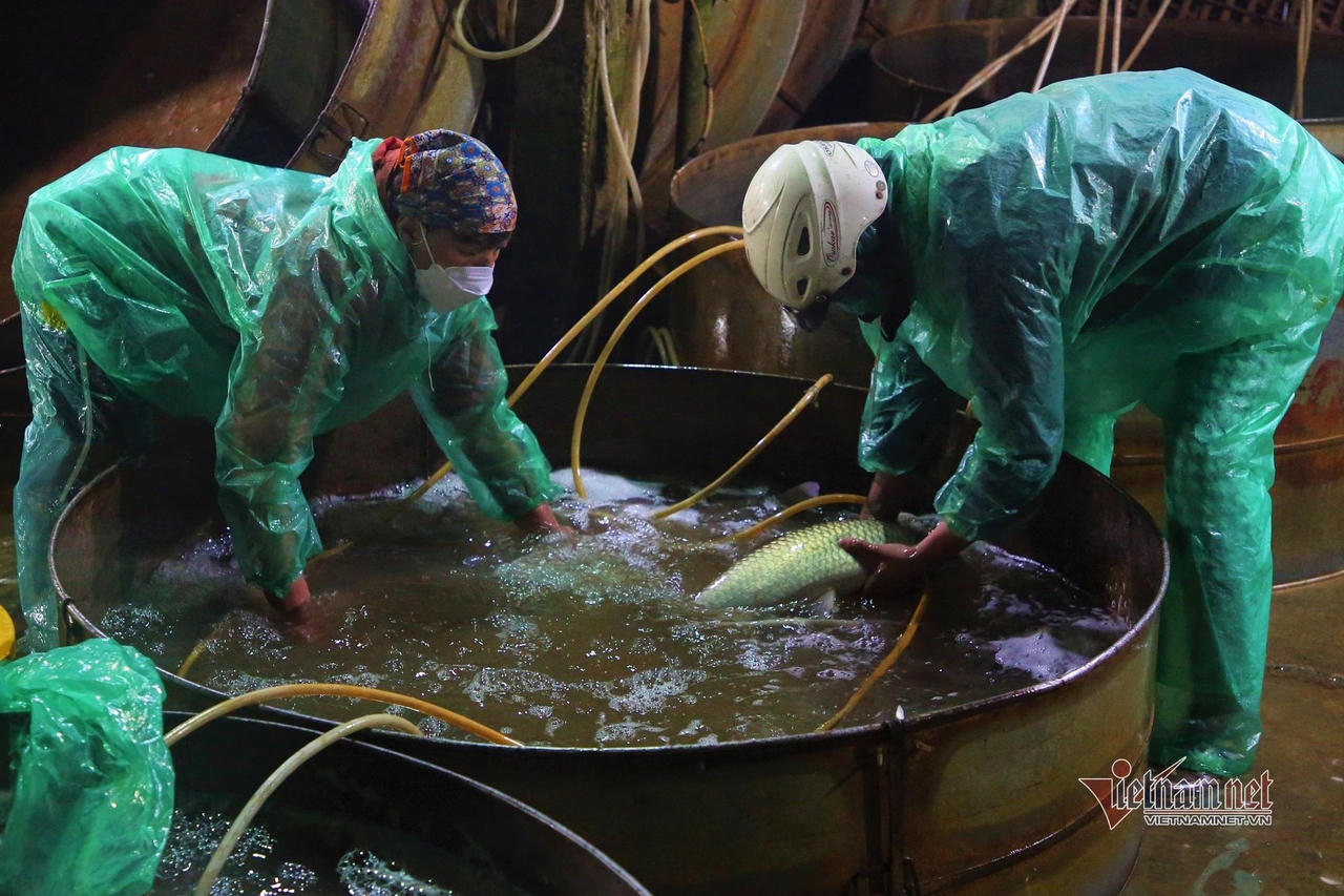 Người lao động tay trần bắt cá, khiêng đá trong đêm Hà Nội rét buốt