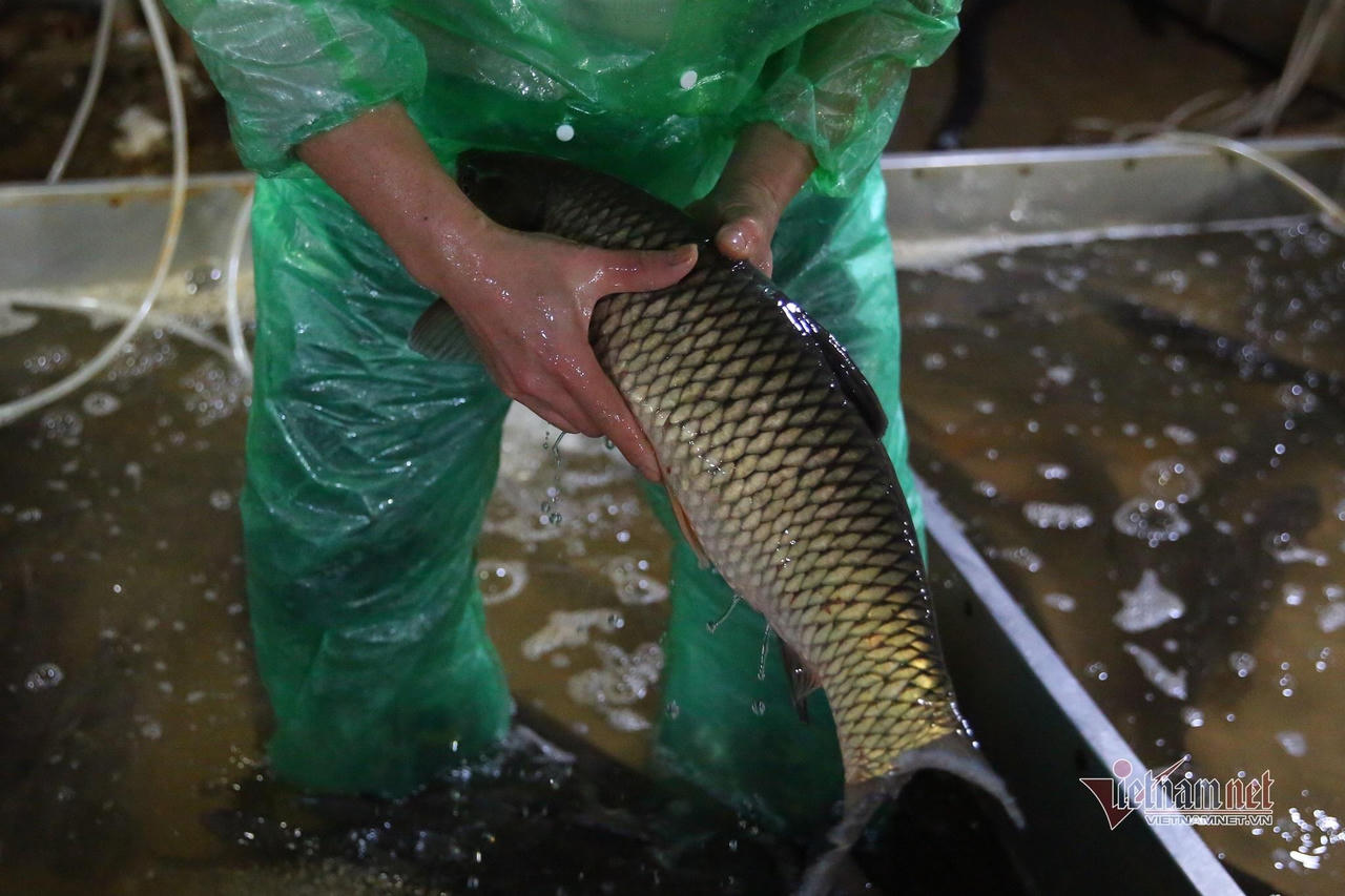 Người lao động tay trần bắt cá, khiêng đá trong đêm Hà Nội rét buốt