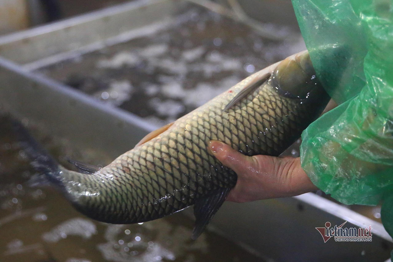 Người lao động tay trần bắt cá, khiêng đá trong đêm Hà Nội rét buốt