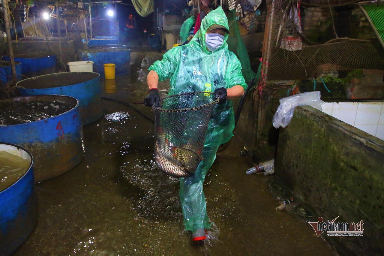 Người lao động tay trần bắt cá, khiêng đá trong đêm Hà Nội rét buốt