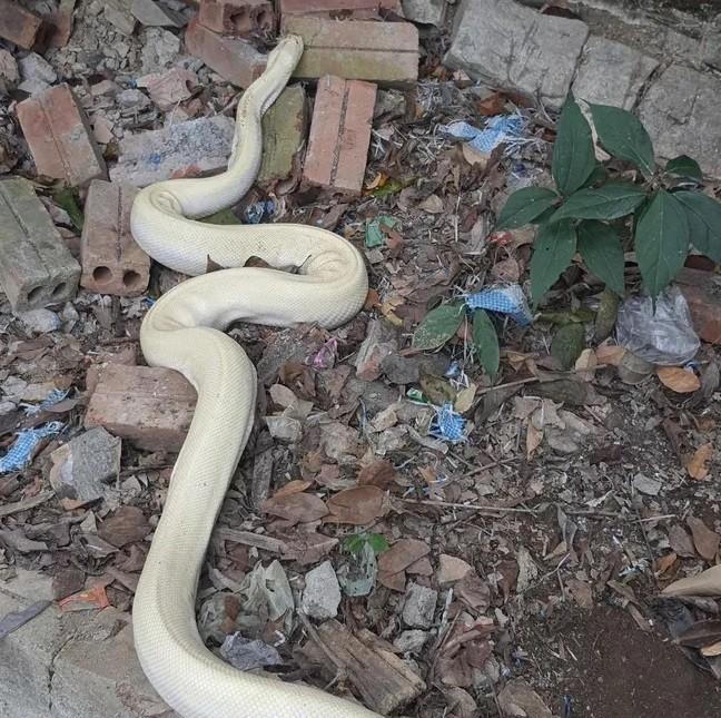 Bạch xà khổng lồ, toàn thân trắng muốt bất ngờ xuất hiện ở đền Mẫu, Ninh Bình 