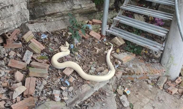 Bạch xà khổng lồ, toàn thân trắng muốt bất ngờ xuất hiện ở đền Mẫu, Ninh Bình 