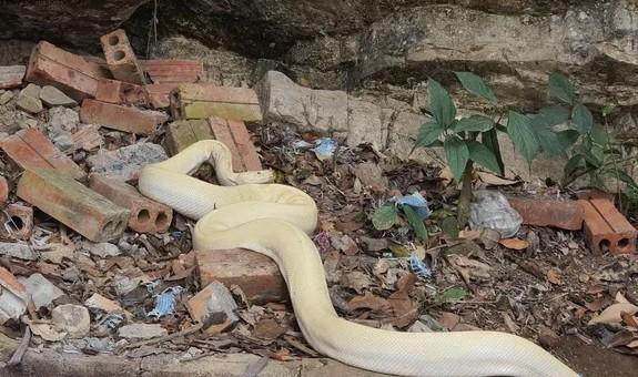 Bạch xà khổng lồ, toàn thân trắng muốt bất ngờ xuất hiện ở đền Mẫu, Ninh Bình 