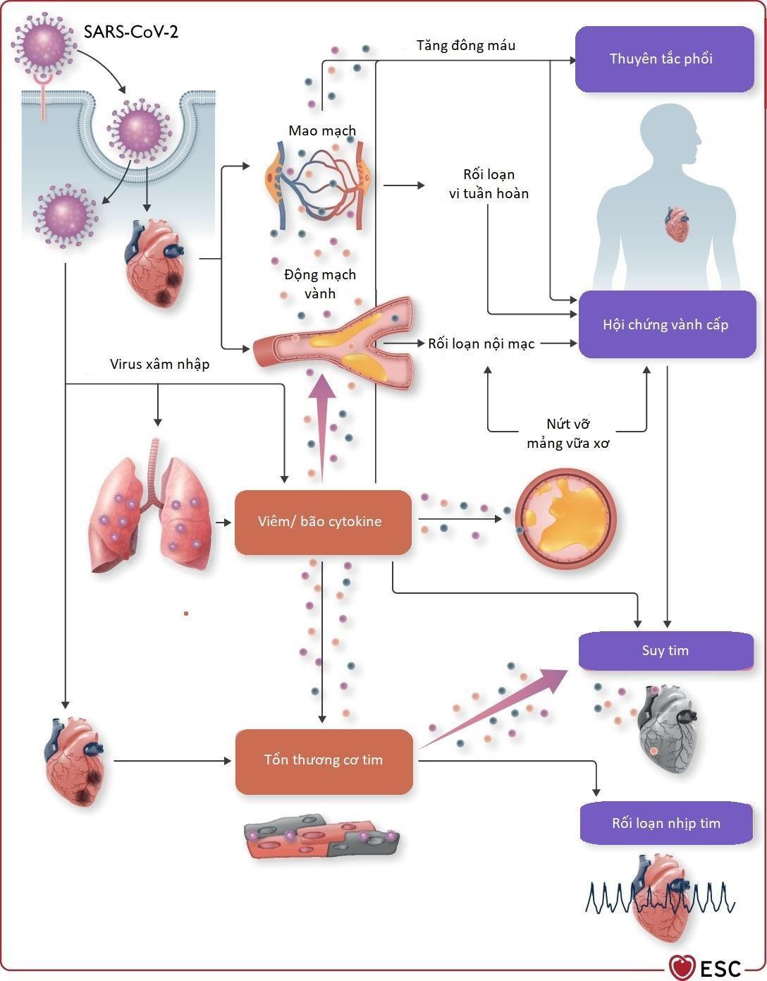Giải đáp loạt câu hỏi về nguy cơ đối với tim mạch hậu COVID-19