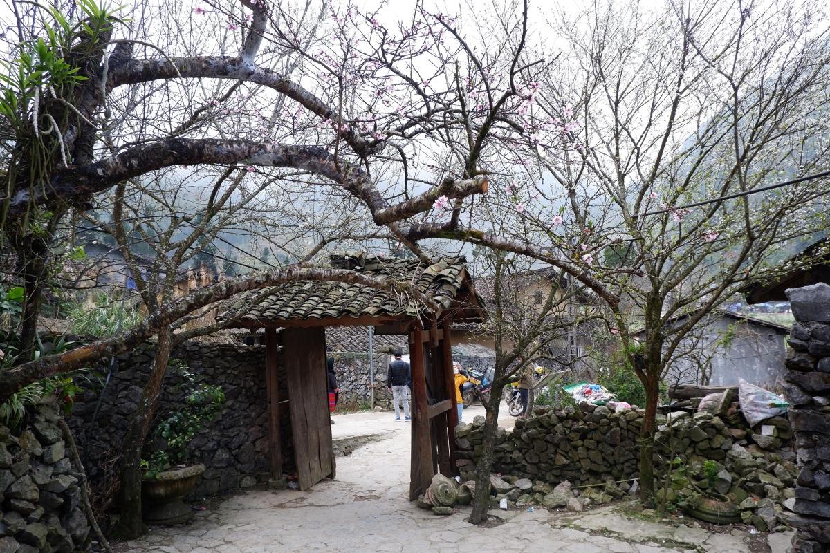 'Nhà của Pao' trong sắc vàng hoa cải