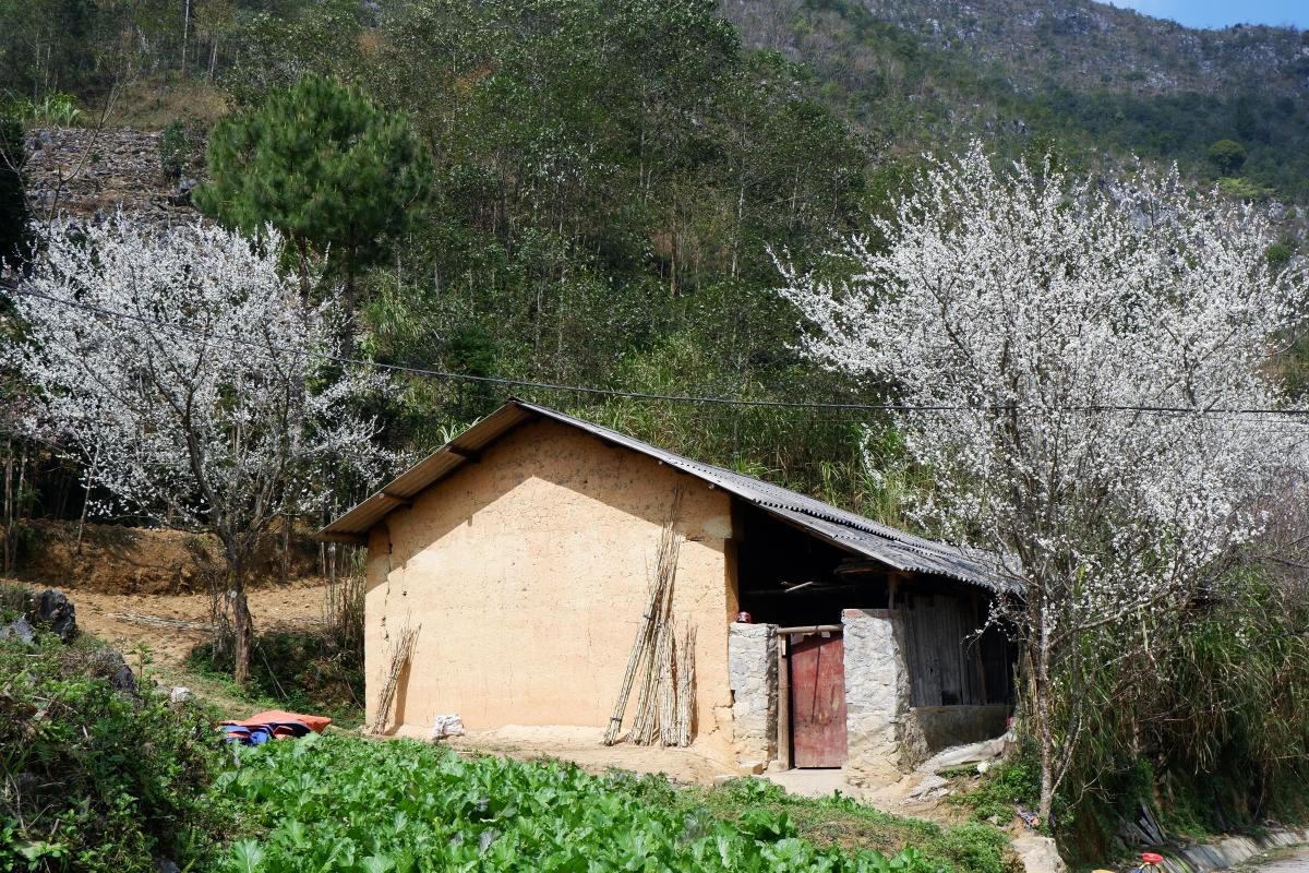 'Nhà của Pao' trong sắc vàng hoa cải